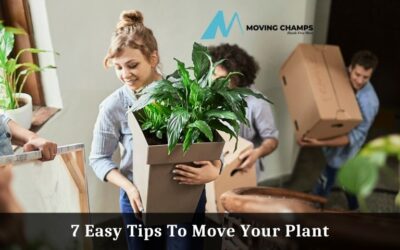 Blog 8 7 Easy Tips To Move Your Plant